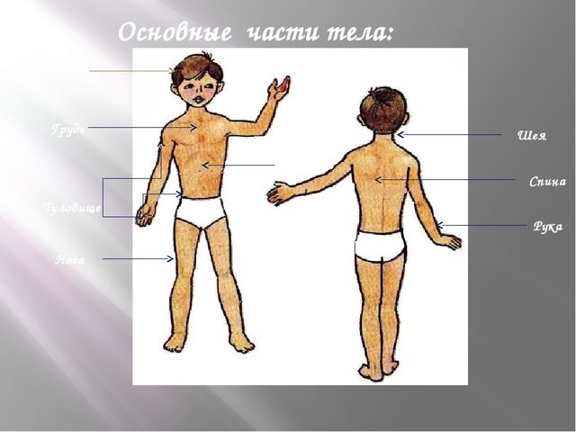 Презентация на тему "Строение тела человека"