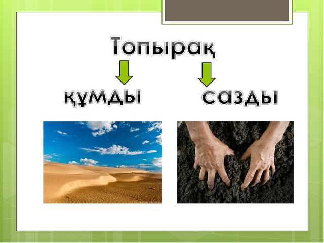 "Мәдени өсімдіктер "презентация(даярлық сынып)