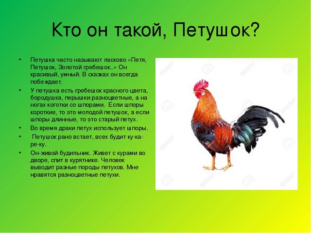 Познавательно-тематический проект на тему "Жил-был Петушок"