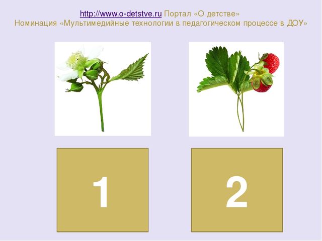 ИНТЕРАКТИВНАЯ ИГРА ПО ЭКОЛОГИИ "