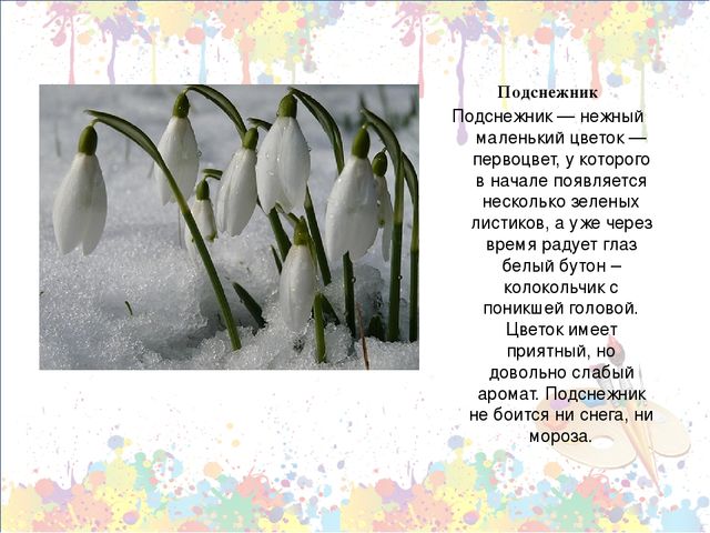 Презентация "Знакомство с первоцветами через художественную деятельность