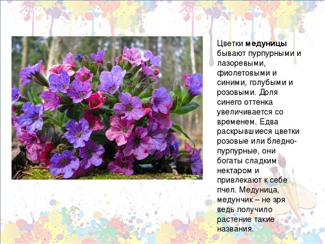 Презентация "Знакомство с первоцветами через художественную деятельность