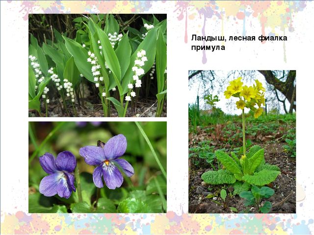 Презентация "Знакомство с первоцветами через художественную деятельность
