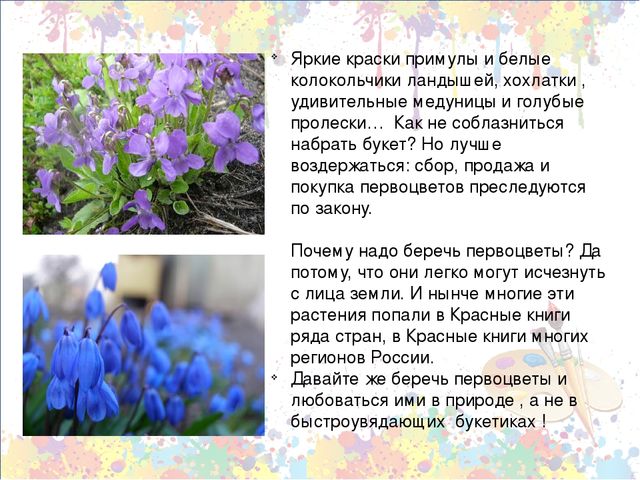 Презентация "Знакомство с первоцветами через художественную деятельность