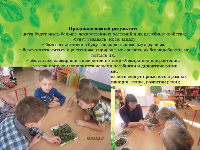 Презентация из опыта работы на тему: «Знакомство детей старшего дошкольного возраста с лекарственными растениями»