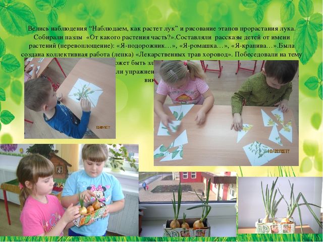 Презентация из опыта работы на тему: «Знакомство детей старшего дошкольного возраста с лекарственными растениями»