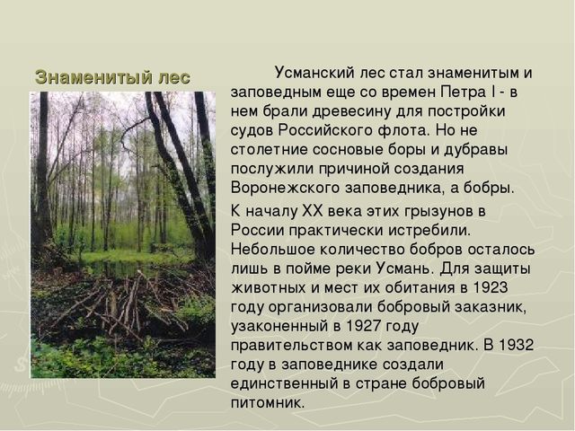 Презентация на тему "Воронежский заповедник"