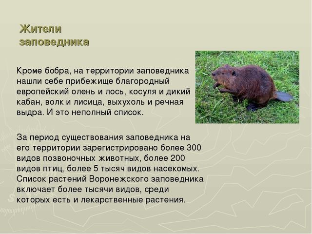 Презентация на тему "Воронежский заповедник"