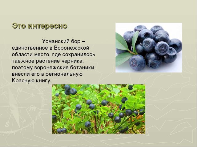 Презентация на тему "Воронежский заповедник"