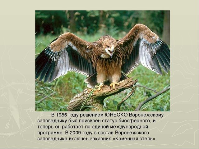 Презентация на тему "Воронежский заповедник"