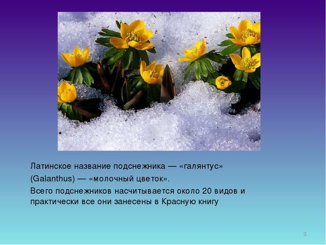 Презентация для дошкольников "День Подснежника"