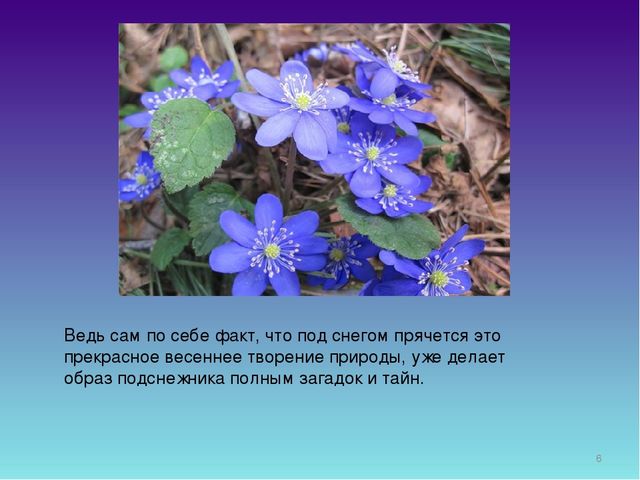 Презентация для дошкольников "День Подснежника"