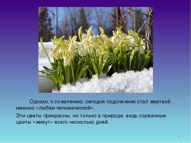 Презентация для дошкольников "День Подснежника"
