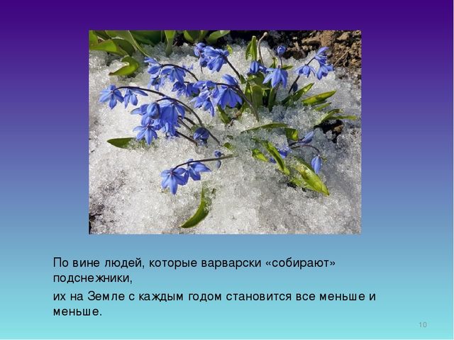 Презентация для дошкольников "День Подснежника"