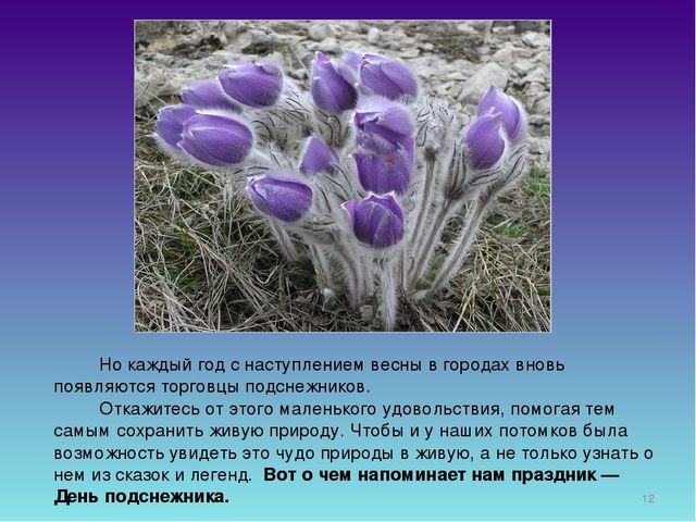 Презентация для дошкольников "День Подснежника"