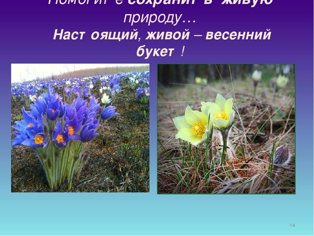 Презентация для дошкольников "День Подснежника"