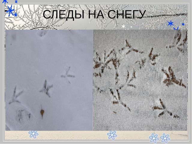 Презентация "Помоги птицам перезимовать".