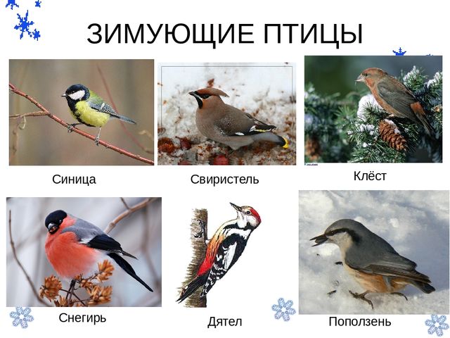 Презентация "Помоги птицам перезимовать".