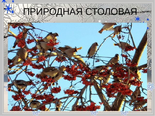 Презентация "Помоги птицам перезимовать".