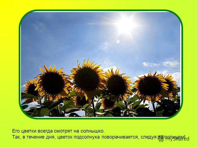 Презентация к занятию. Сказка "Путешествие семечки"