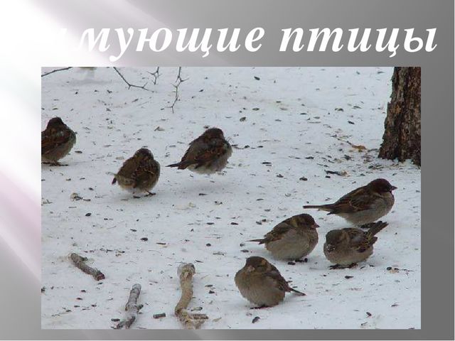 Презентация на тему: "Зимующие птицы"