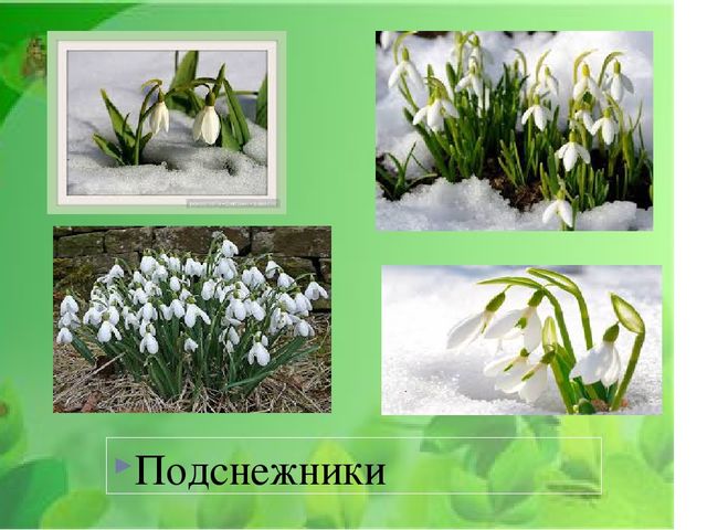 Презентация на тему: "Первые весенние цветы"