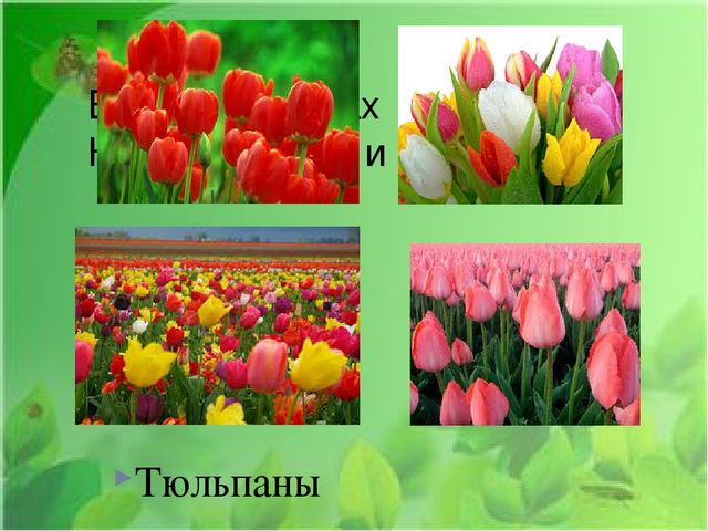Презентация на тему: "Первые весенние цветы"