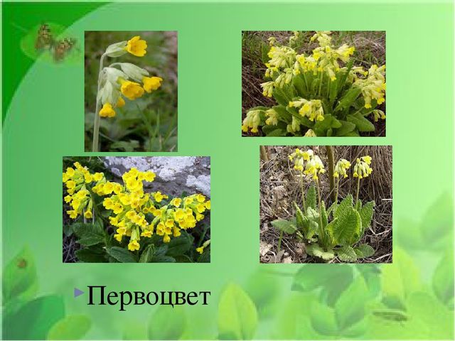 Презентация на тему: "Первые весенние цветы"