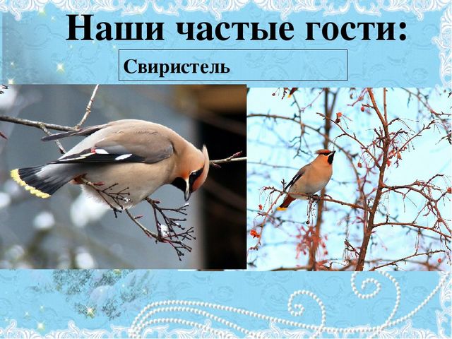 Проект Зимующие птицы 4-5 лет