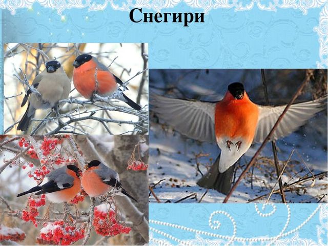Проект Зимующие птицы 4-5 лет