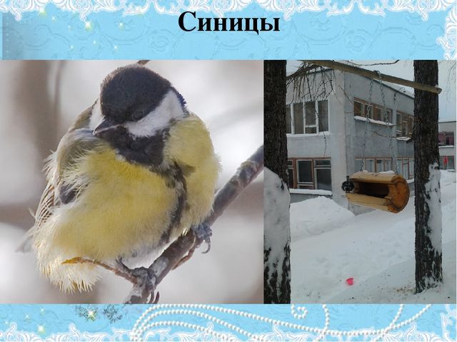 Проект Зимующие птицы 4-5 лет