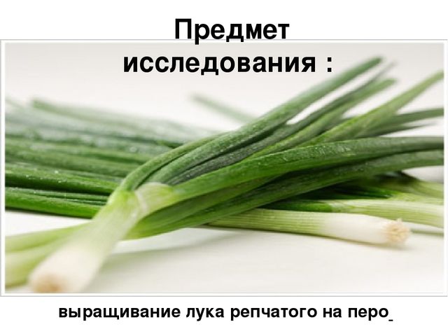 Презентация на тему "Зеленый лук - полезный лук"