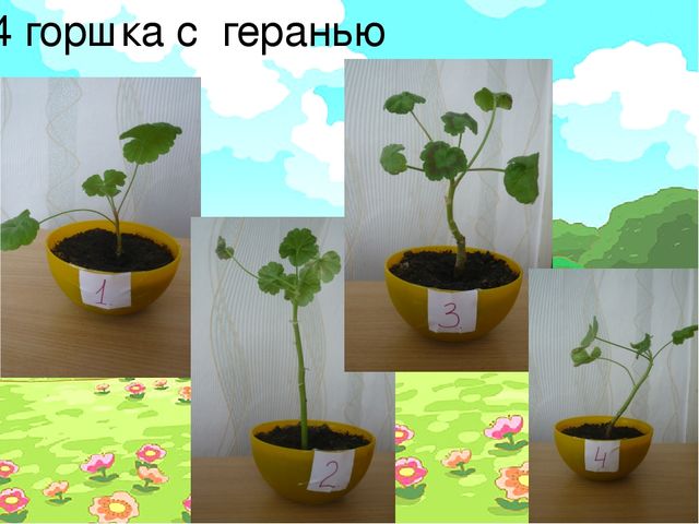Проект "Условия произрастания растений"