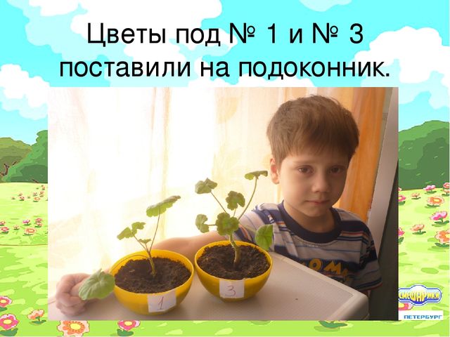 Проект "Условия произрастания растений"