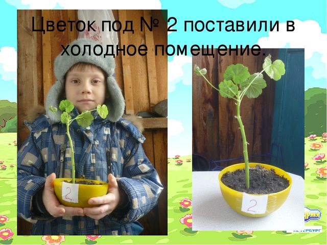 Проект "Условия произрастания растений"