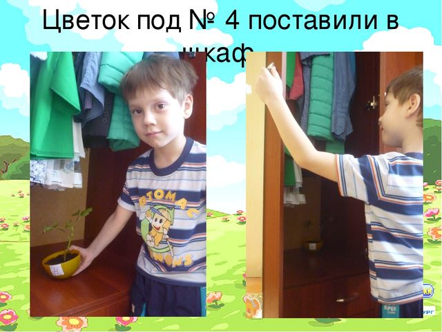 Проект "Условия произрастания растений"