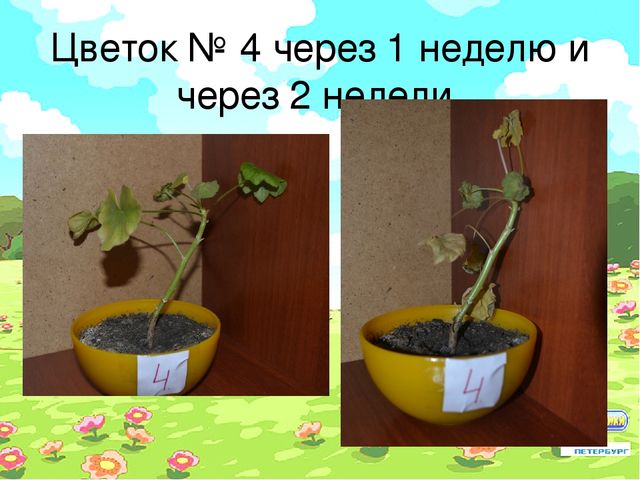 Проект "Условия произрастания растений"