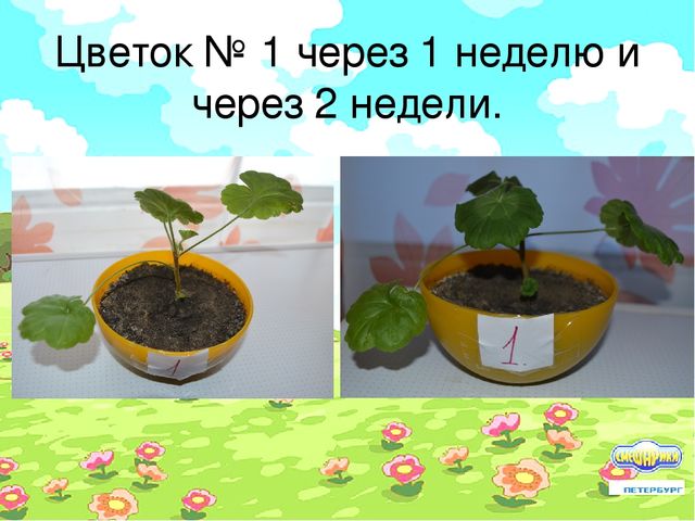 Проект "Условия произрастания растений"