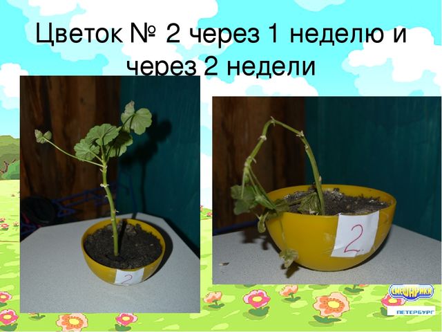 Проект "Условия произрастания растений"