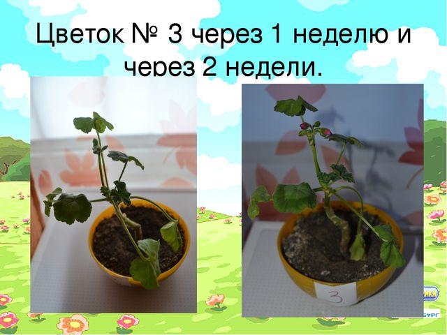 Проект "Условия произрастания растений"