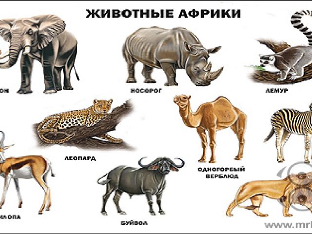 Презентация на тему: "Айболит".
