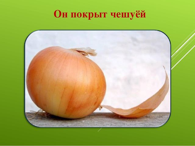 Лук от семи недуг
