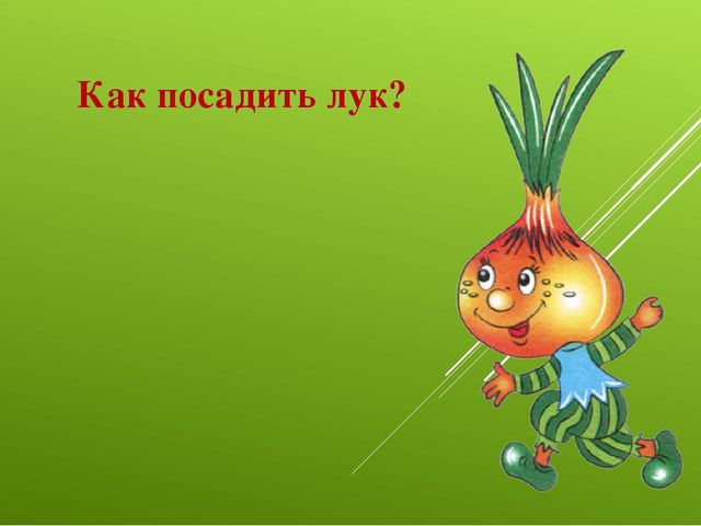 Лук от семи недуг
