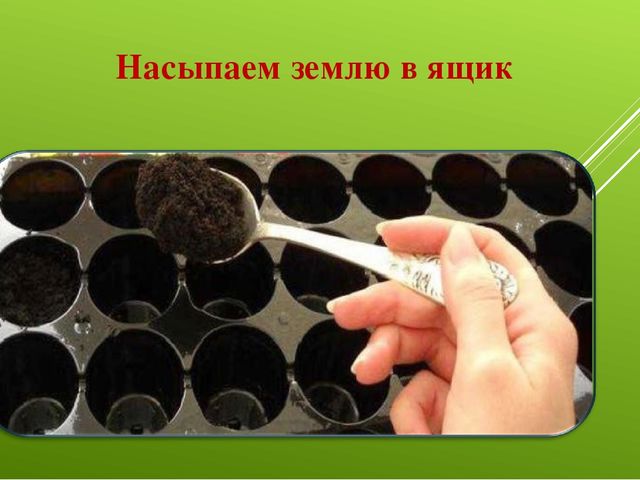 Лук от семи недуг