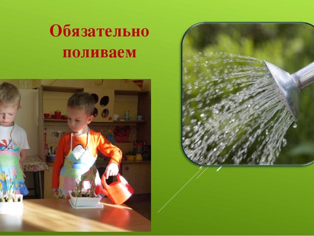 Лук от семи недуг