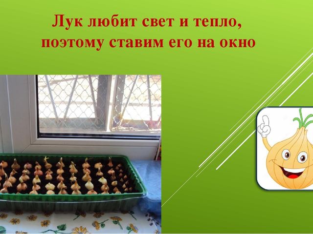 Лук от семи недуг