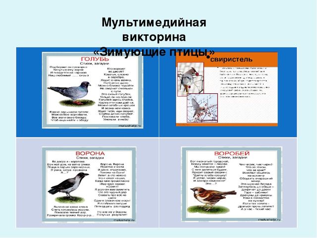 Проект-презентация «Виртуальное путешествие в мир зимующих птиц» (Группа детей с НОДА).