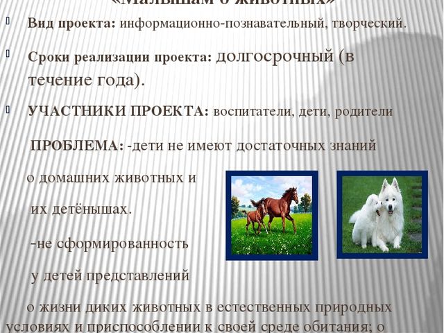 Экологический проект «Малышам о животных»