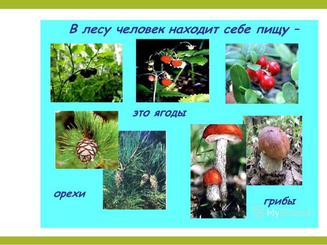 План НОД в подготовительной группе «Путешествие по произведениям С. Я. Маршака»