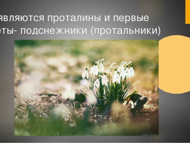 Презентация для средней группы "Здравствуй,весна!"